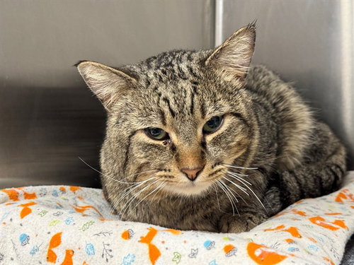 picture of the cat needing adoption
