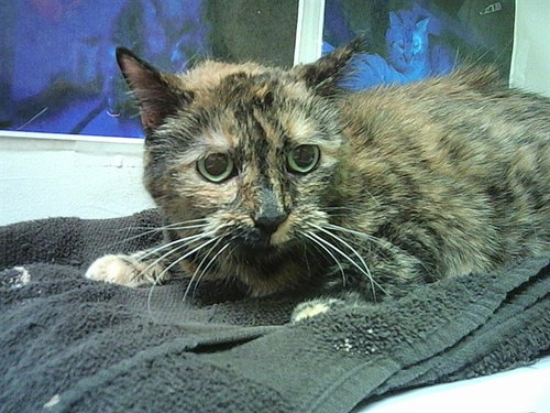 picture of the cat needing adoption