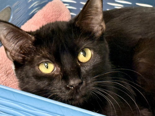 SNAP DRAGON, an adoptable Domestic Short Hair in Pueblo, CO
