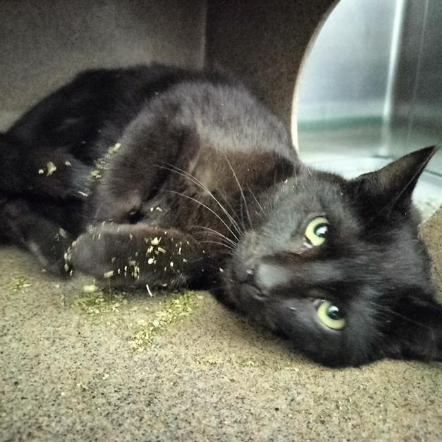 PABLO
