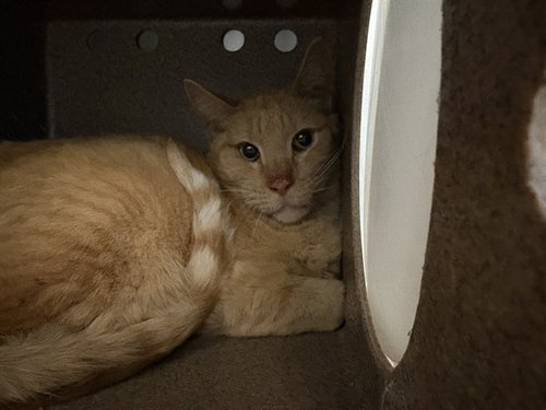 RICK IN THE BARN, an adoptable Domestic Short Hair in Pueblo, CO