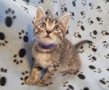 VIOLET