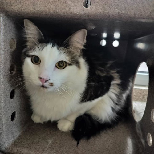 MILO, an adoptable Domestic Long Hair in Pueblo, CO