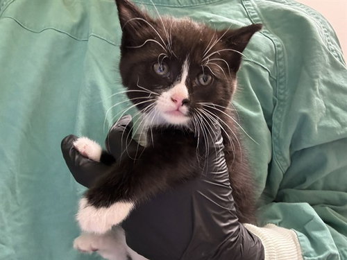HOSTESS CUPCAKE, an adoptable Domestic Short Hair in Pueblo, CO