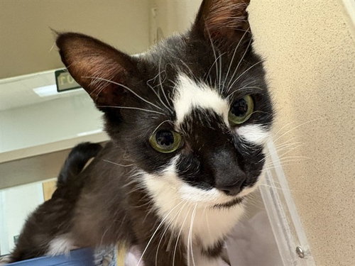 HOLSTEIN, an adoptable Domestic Short Hair in Pueblo, CO