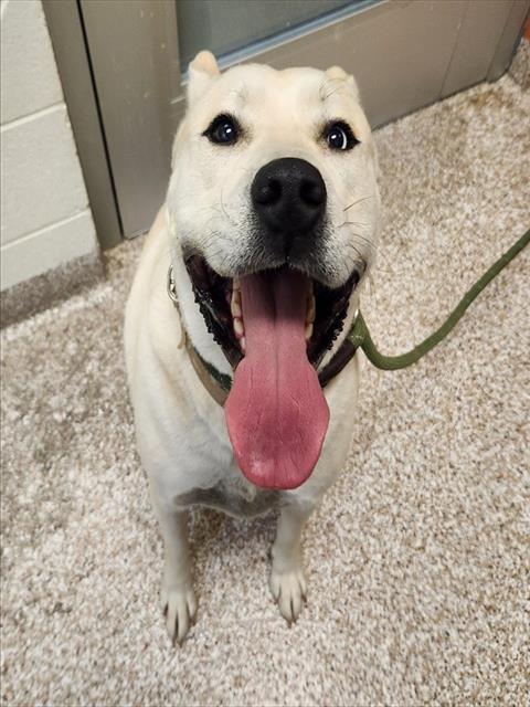 KIRKLAND, an adoptable Siberian Husky in Pueblo, CO