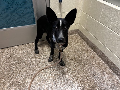 HENRIETTA, an adoptable German Shepherd Dog in Pueblo, CO