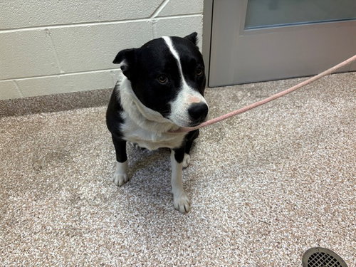 MINA BOO, an adoptable Siberian Husky in Pueblo, CO