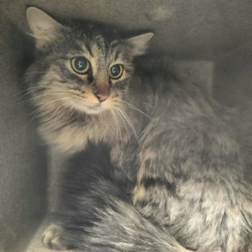LEGO IN THE BARN, an adoptable Domestic Long Hair in Pueblo, CO