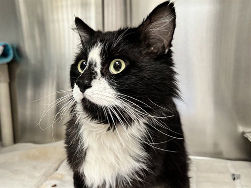 LEOPOLD, an adoptable Domestic Long Hair in Pueblo, CO