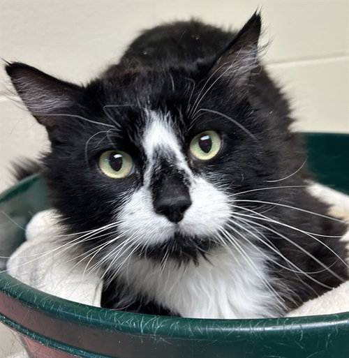 LEOPOLD, an adoptable Domestic Long Hair in Pueblo, CO