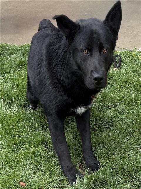 SERGEANT, an adoptable German Shepherd Dog in Pueblo, CO
