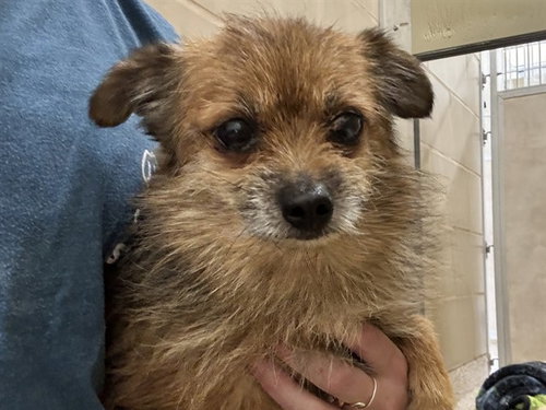 SAMMY, an adoptable Chihuahua in Pueblo, CO