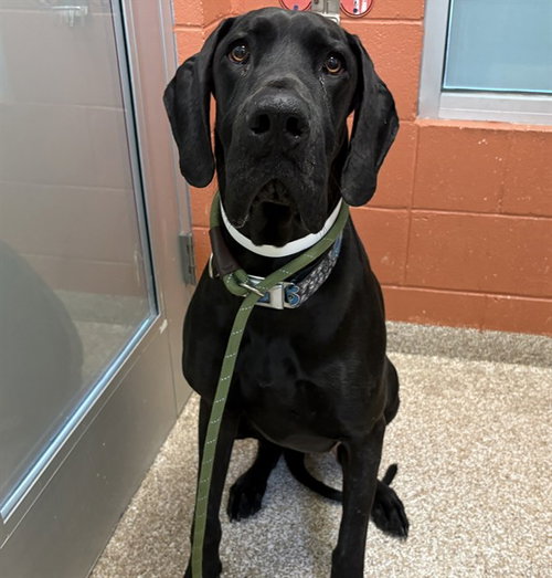 ZUES, an adoptable Great Dane in Pueblo, CO