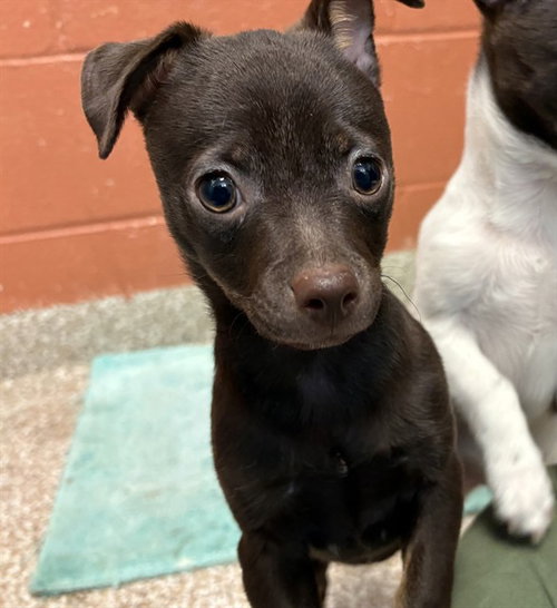 COCO, an adoptable Chihuahua in Pueblo, CO