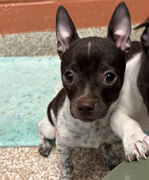 FRECKLES, an adoptable Chihuahua in Pueblo, CO