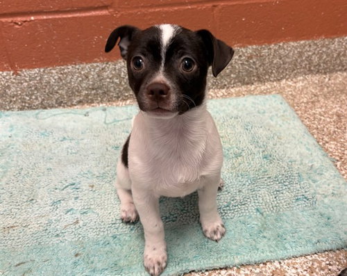 RALPH, an adoptable Chihuahua in Pueblo, CO
