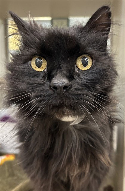 ALPHONSO, an adoptable Domestic Long Hair in Pueblo, CO