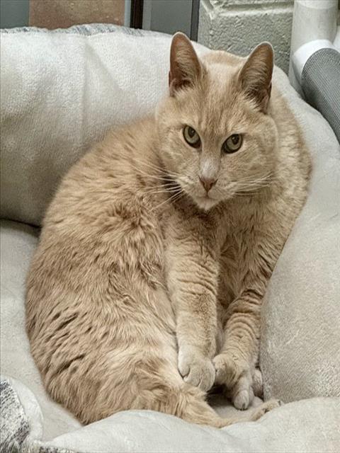 PAW, an adoptable Domestic Short Hair in Pueblo, CO