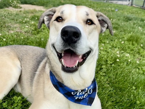 RUSTY, an adoptable Golden Retriever in Pueblo, CO