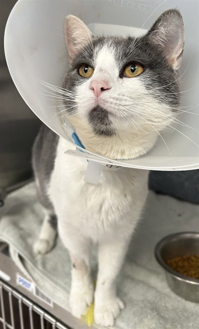 STITCH, an adoptable Domestic Short Hair in Pueblo, CO