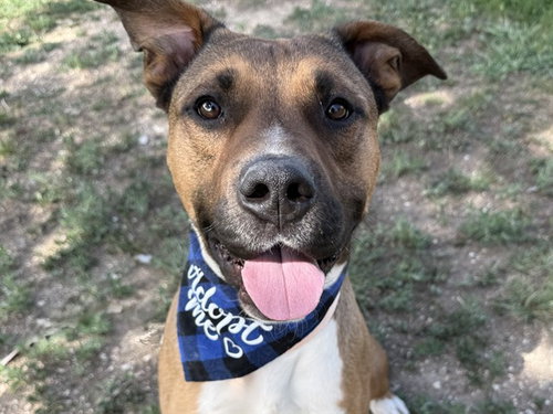 CHENCHO, an adoptable American Bulldog in Pueblo, CO
