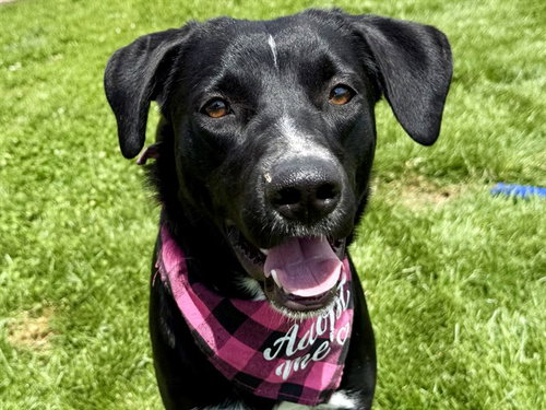 MEG, an adoptable Labrador Retriever in Pueblo, CO