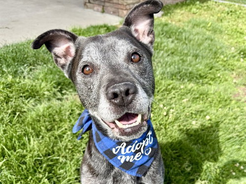 ATTICUS, an adoptable Labrador Retriever in Pueblo, CO