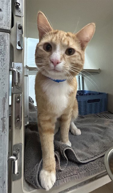 HARRY, an adoptable Domestic Short Hair in Pueblo, CO