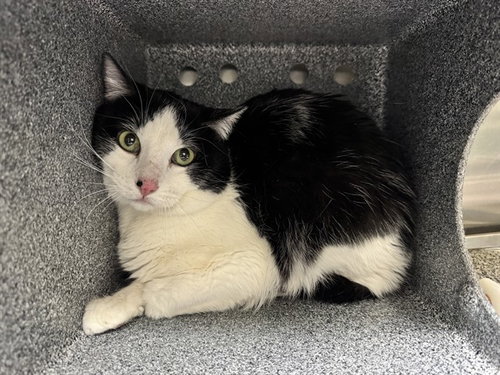 MR. TUXEDO IN THE BARN, an adoptable Domestic Short Hair in Pueblo, CO