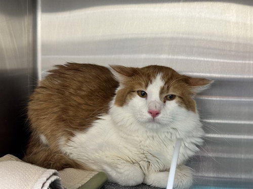 HAPPY IN THE BARN, an adoptable Domestic Short Hair in Pueblo, CO