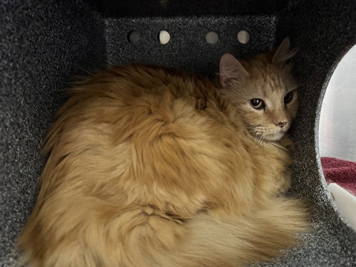 OWEN IN THE BARN, an adoptable Domestic Long Hair in Pueblo, CO