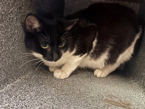 STORMI, an adoptable Domestic Short Hair in Pueblo, CO