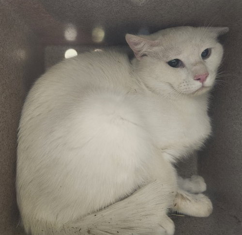 RUGER IN THE BARN, an adoptable Domestic Short Hair in Pueblo, CO