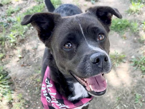 LULU, an adoptable Pit Bull Terrier in Pueblo, CO