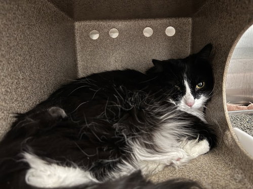 TUXIE IN THE BARN, an adoptable Domestic Long Hair in Pueblo, CO