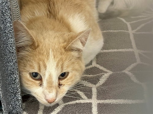 LITTLE MAMA, an adoptable Domestic Short Hair in Pueblo, CO