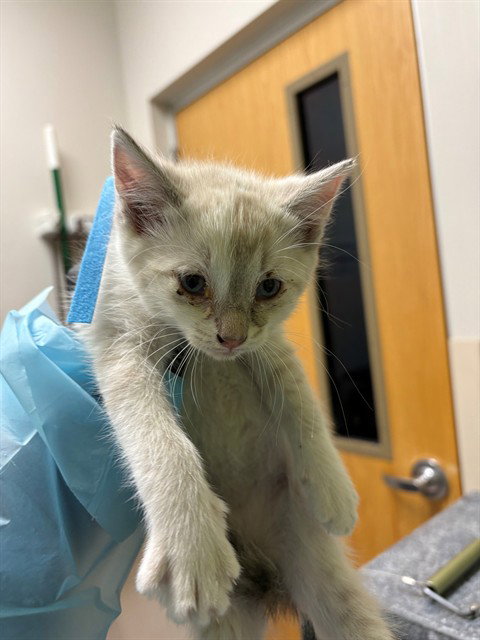 CORAL, an adoptable Domestic Short Hair in Pueblo, CO