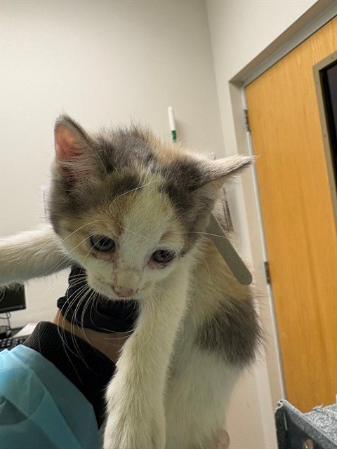 CITRINE, an adoptable Domestic Short Hair in Pueblo, CO