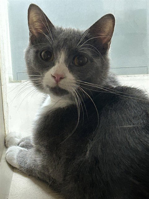 BAYLEE, an adoptable Domestic Short Hair in Pueblo, CO