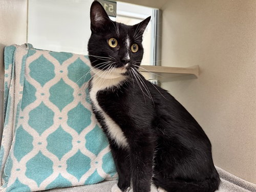 KYLE, an adoptable Domestic Short Hair in Pueblo, CO