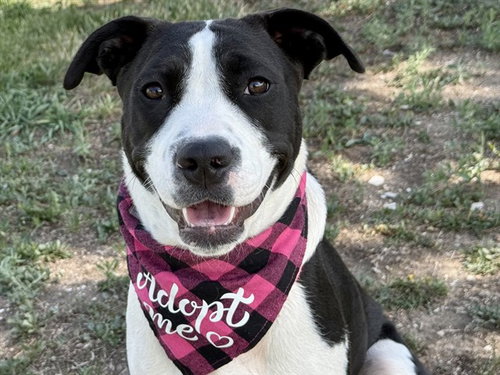 MINNIE, an adoptable Siberian Husky in Pueblo, CO