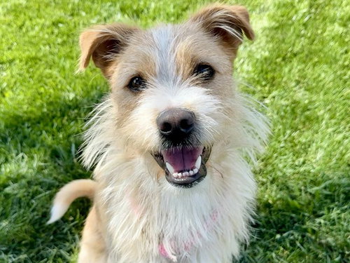 BADGER, an adoptable Terrier in Pueblo, CO