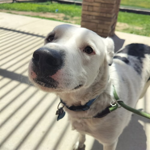 KNOX, an adoptable Labrador Retriever in Pueblo, CO