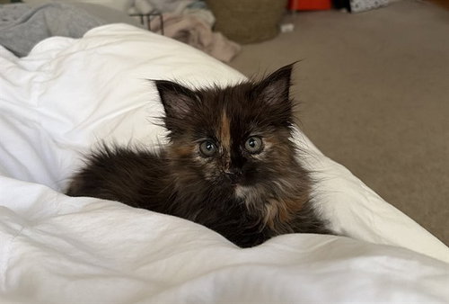 MACY