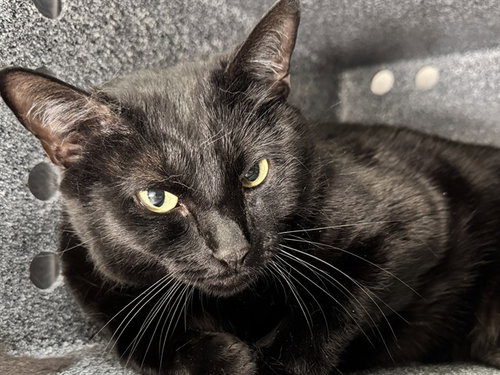 PEYTON, Adult Domestic Short Hair (short coat), cat for adoption in Pueblo, Colorado