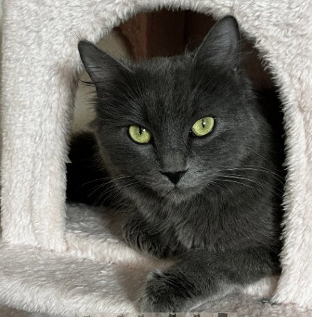 DAKOTA, Young Domestic Short Hair (medium coat), cat for adoption in Pueblo, Colorado