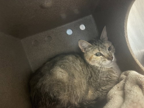 PERSIAN IN THE BARN, Adult Domestic Short Hair (medium coat), cat for adoption in Pueblo, Colorado