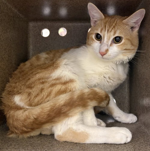 JASPER, Young Domestic Short Hair (short coat), cat for adoption in Pueblo, Colorado