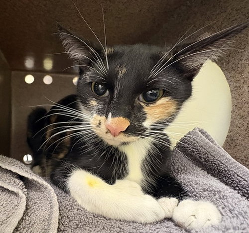 HEAVEN, Young Domestic Short Hair (short coat), cat for adoption in Pueblo, Colorado